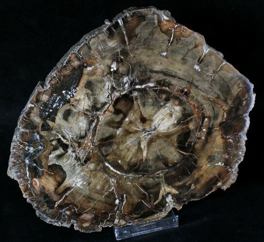 Petrified Wood (Araucaria) Slab - Madagascar #19563